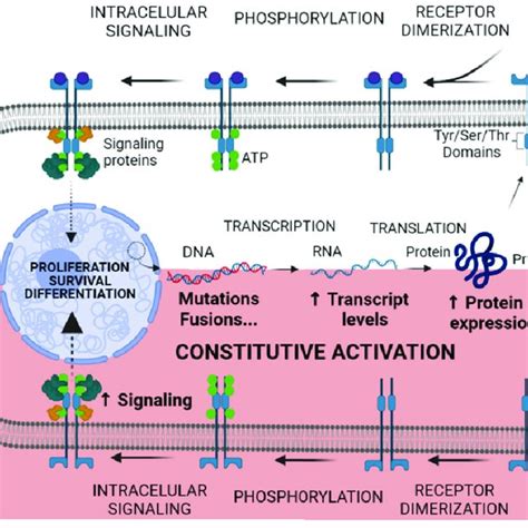 Constitutive Activation Of Kinase Receptor Mechanism In Normal Cells