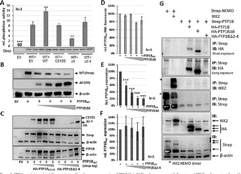 Figure 6 From The PTP1B Mutant PTP1B24 Is A Positive Regulator Of The