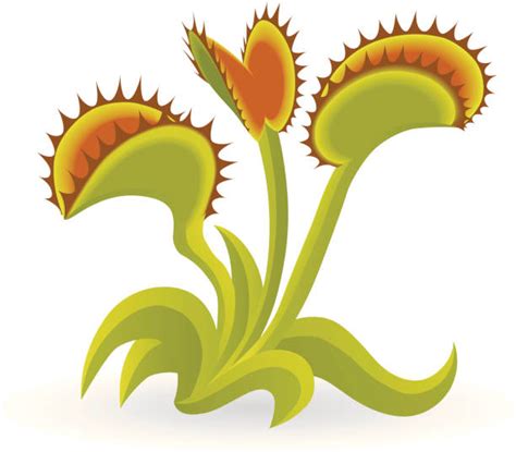 Venus Flytrap Illustrations Royalty Free Vector Graphics And Clip Art