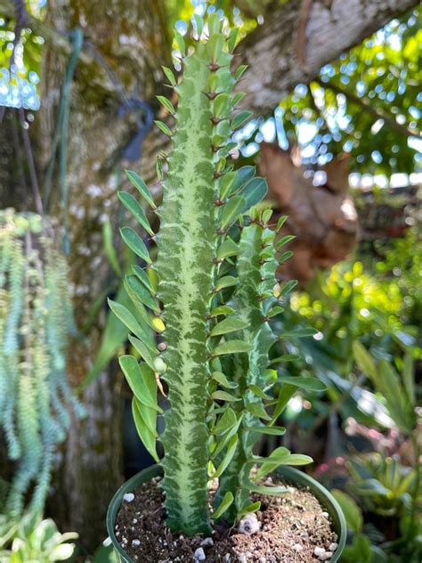 Home Living Euphorbia Trigona Rubra African Milk Tree Rare Cactus