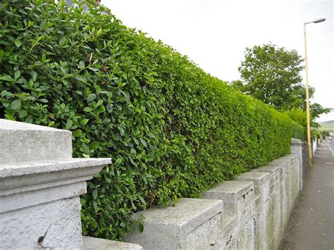 10 X 4ft Green Privet Ligustrum Ovalifolium Evergreen Bare Root