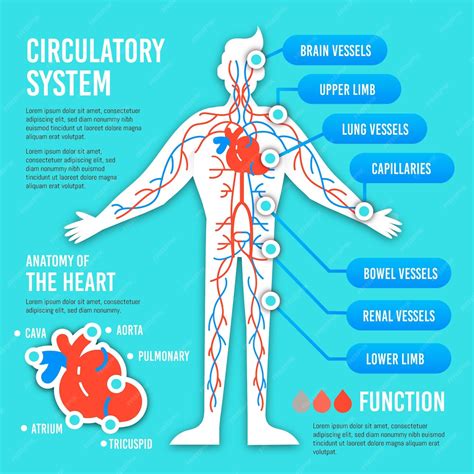 Infográfico De Sistema Circulatório Plano Vetor Grátis