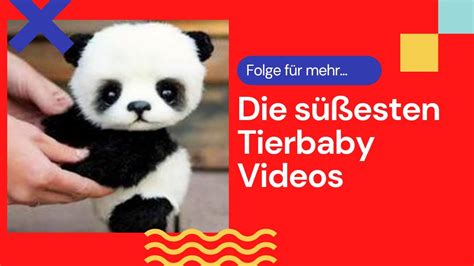 süßesten Tierbaby Videos Sooo süße Tiere Tierbabys Tiere Katzen