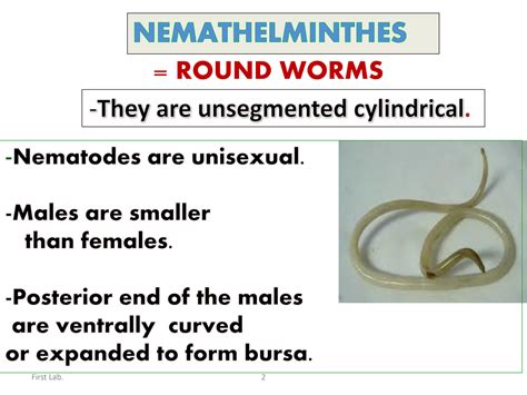 Solution Intestinal Nematodes Studypool