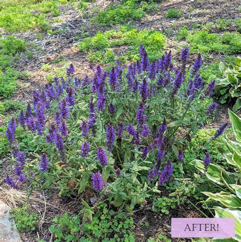 How To Deadhead Salvia — Gardenette Garden Designs For Diyers In Wny