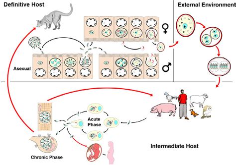 Toxoplasma Gondii Life Cycle Animation