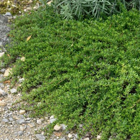 Thymus Longicaulis Odoratus Kaskadtimjan Perenner