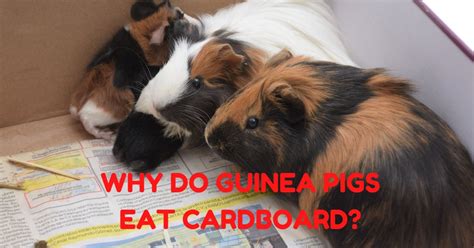 Why Do Guinea Pigs Eat Cardboard Pets Academic