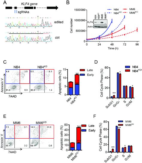 KLF4 Deletion Inhibits Cell Growth And Induces Apoptosis A Multiplex