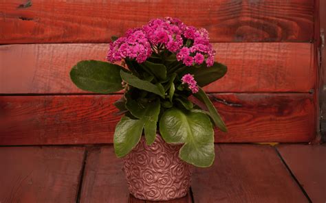 Todo Sobre La Kalanchoe Sus Caracter Sticas Y Cuidados