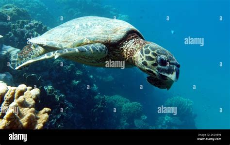 Sea Turtles Great Reef Turtle Bissa Hawksbill Sea Turtle Cr Species Hawksbill Turtle