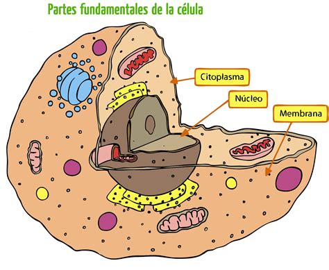 Cuales Son Las Partes Basicas De Una Celula Dinami