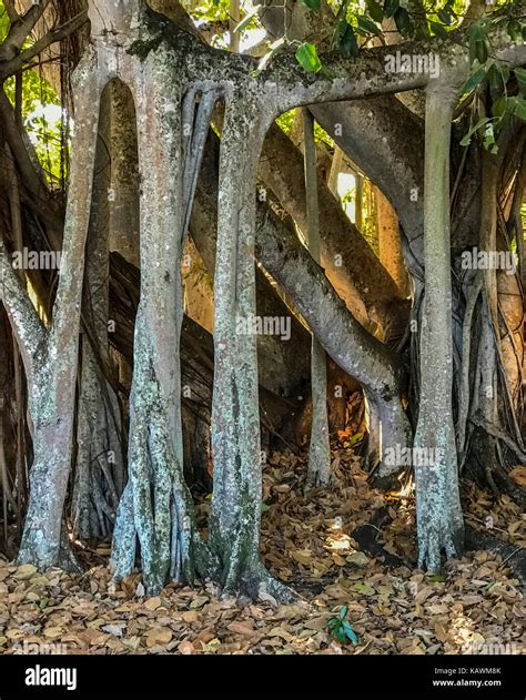 Banyan Ficus Benghalensis Aerial Roots Hi Res Stock Photography And