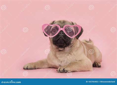 Cute Young Pug Dog Wearing Pink Heart Shaped Sunglasses Lying Down On A