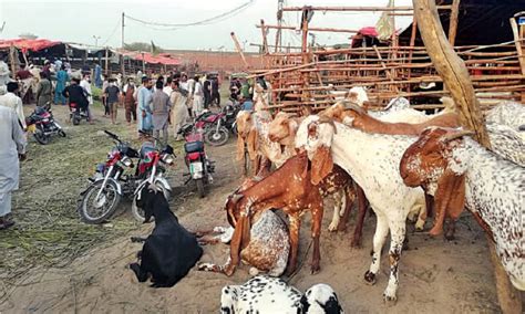 Sindh Announces Free Goats For These People On Eidul Adha 2024 Details