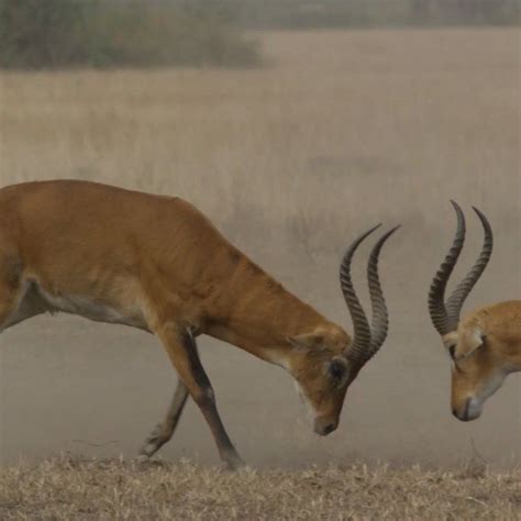 Two Antelope Standing Next To Each Other On A Dry Grass Field