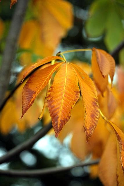 Chestnut Leaves Fall - Free photo on Pixabay - Pixabay