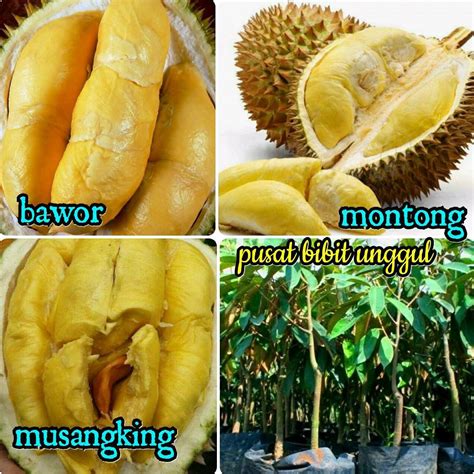 Durian Monthong Bawor Koleksi Gambar