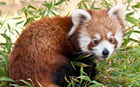 Oso Panda Rojo Todo Lo Que Necesitas Saber Todopanda Fun