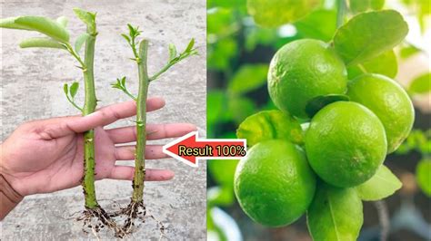 How To Grow Lemon Tree From Cuttings नींबू को कटिंग से कैसे उगाएं । Youtube