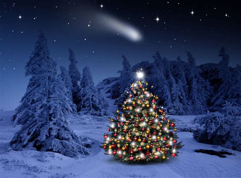 Winter Christmas Tree Outside Wallpapers Wallpaper Cave