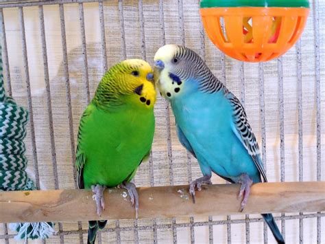 Free photo: Parakeets - Bird, Birds, Flight - Free Download - Jooinn