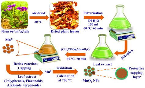 Frontiers Biogenic Synthesis Of Mno Nanoparticles With Leaf Extract