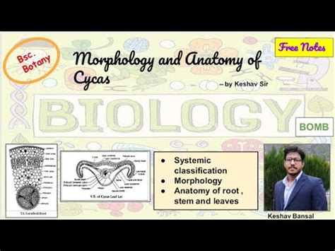 Cycas Morphology And Anatomy Bsc Free PDF Notes By Viologia