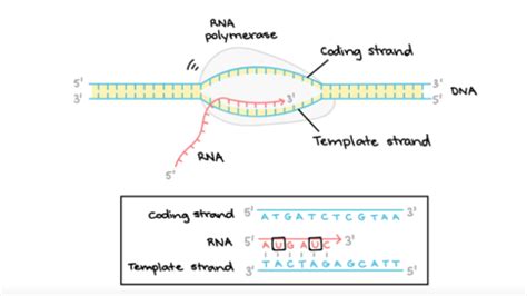 Leading Vs Lagging Strands In Dna Replication Flashcards Quizlet