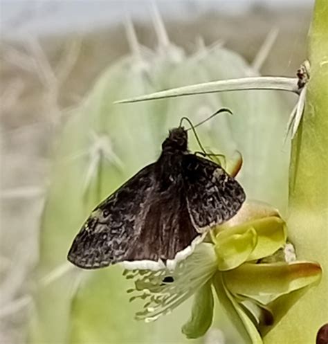 Saltarina De Alas Oscuras De Manchas P Lidas Desde Huichapan Mx Hi Mx