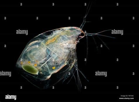 Common Water Flea Daphnia Pulex Bright Field Microscopy With