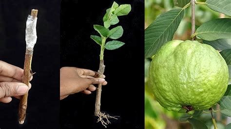 Best Way To Grafting Guava Tree The Most Effective Method To Graft A