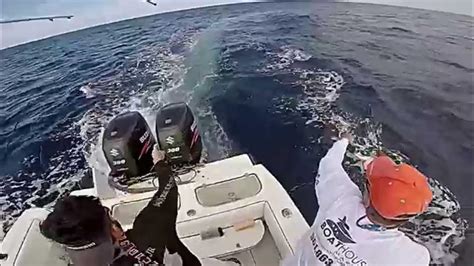 Walkers Cay Fishing High Speed Trolling Wahoo Deep Dropping Queens