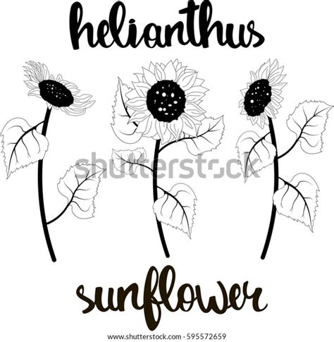 Monochrome Sunflowers Vector Illustration Hand Drawn Stock Vector