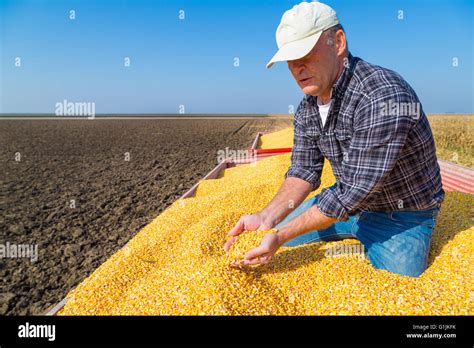 Farmer harvesting corn hi-res stock photography and images - Alamy