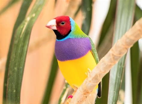 GOULDIAN FINCHES Fly Babies Aviary 50 OFF