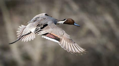 Pintail Flying