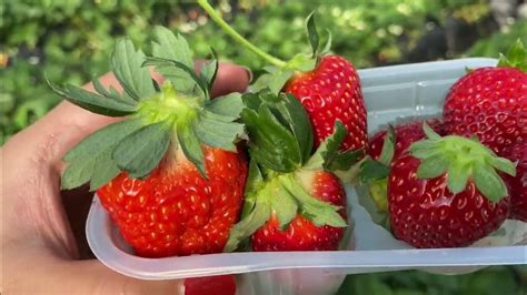 Strawberry Picking At Chiba Kenjapankathryng8696 Youtube