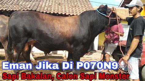 PEGON SUPER 35 000 BIKIN NGILER SAPI BAKALAN CALON SAPI 1 TON UP