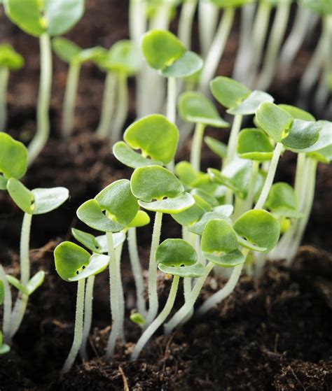 Come Coltivare Il Basilico In Vaso E A Terra La Guida Pratica