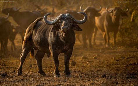 Herd of African Buffalo in Zimanga Private Game Reserve