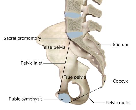 Pelvis Anatomía Concise Medical Knowledge