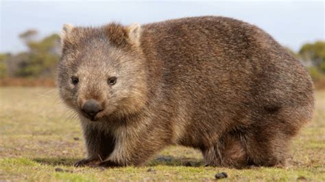 8 Spesies Marsupial Terunik Ada Yang Garang Seperti Setan