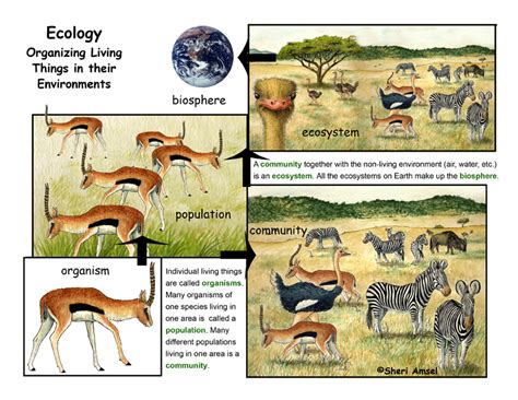 Animal Community Examples