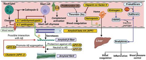 Frontiers High Density Lipoprotein Associated Proteins In Non Obese