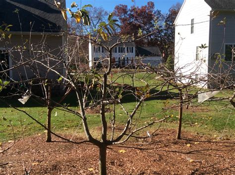 Apple Trees Pruned To Open Center Vase General Fruit Growing