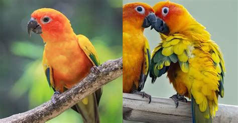 Jenday Conure Vs Sun Conure- What is Different Between Them - The ...