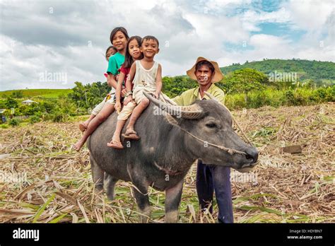 Philippines Carabao Hi Res Stock Photography And Images Alamy