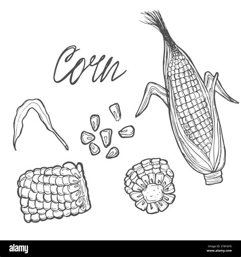 Corn Cobs Grain Vector Sketch Illustration Cereal Agriculture Hand