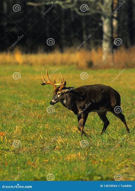 Het Lopen Van De Bok Van Whitetail Stock Foto Image Of Tegenstanders